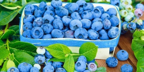 Zašto su borovnice korisne: kalorije, sadržaj bju, vitamina, glikemijski indeks, koristi i štete tokom trudnoće, dojenja